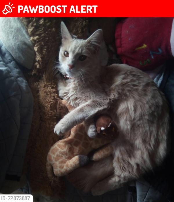 Lost Male Cat last seen Paisley , Renfrewshire, Scotland PA2