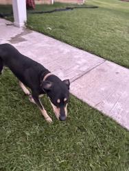 Found/Stray Male Dog last seen Not putting my address, La Porte, TX 77571