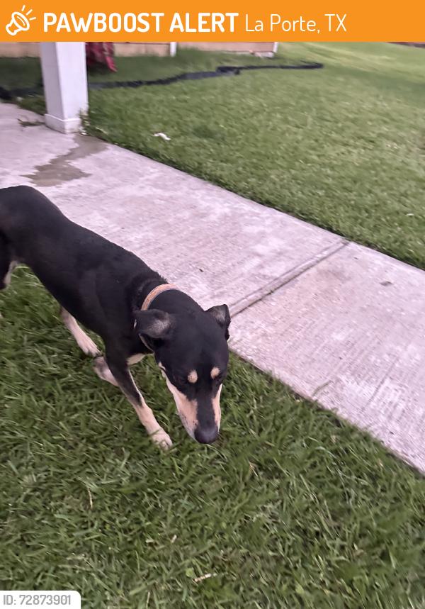 Found/Stray Male Dog last seen Not putting my address, La Porte, TX 77571