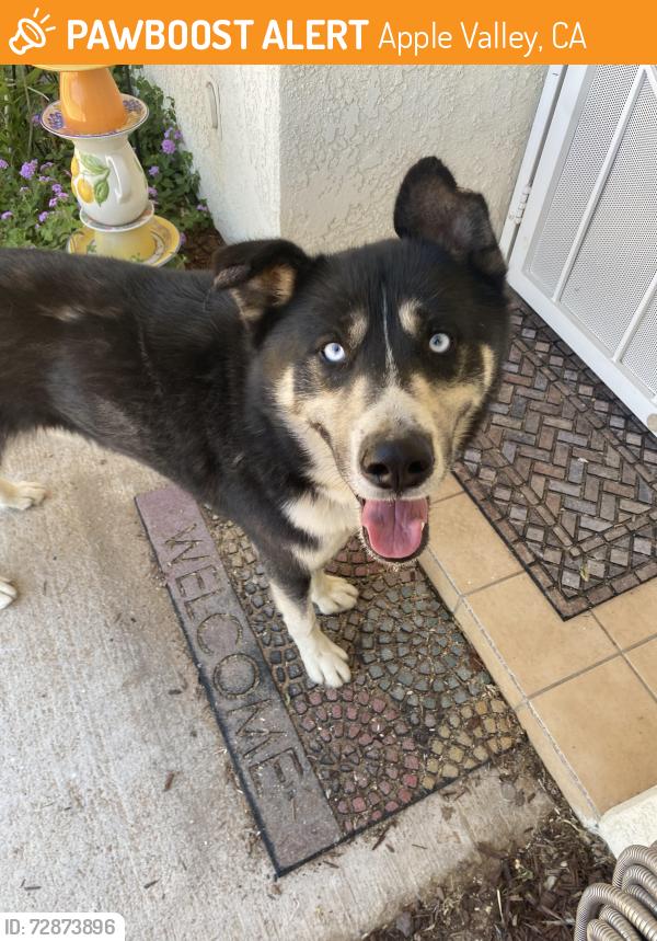 Found/Stray Male Dog last seen Pineridge, Apple Valley, CA 92395