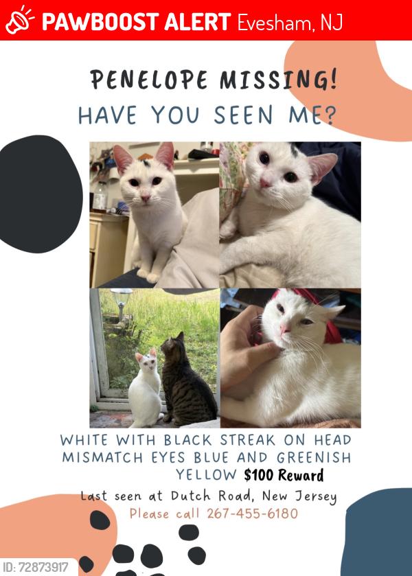 Lost Female Cat last seen Near Dutch road marlton NJ, Evesham, NJ 08053