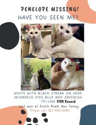 Lost Female Cat last seen Near Dutch road marlton NJ, Evesham, NJ 08053