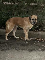 Found/Stray Male Dog last seen Leader st, Houston, TX 77072