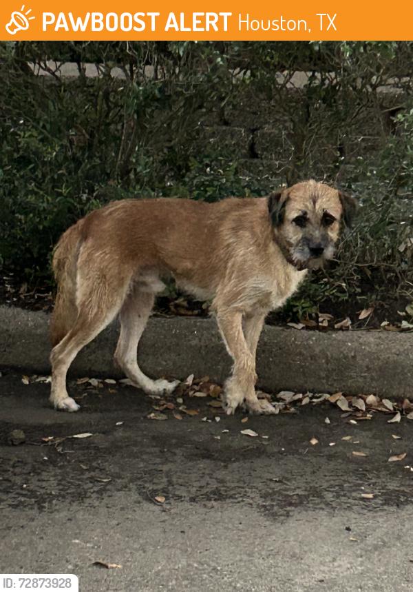 Found/Stray Male Dog last seen Leader st, Houston, TX 77072