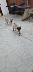 Found/Stray Female Dog last seen Colorado and Monroe, Riverside, CA 92503