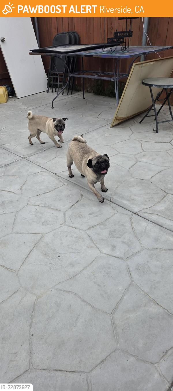 Found/Stray Female Dog last seen Colorado and Monroe, Riverside, CA 92503