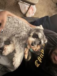 Lost Male Dog last seen Artemis Drive 78218, Elkhorn, WI 53121