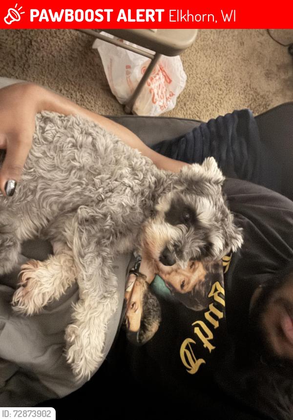 Lost Male Dog last seen Artemis Drive 78218, Elkhorn, WI 53121