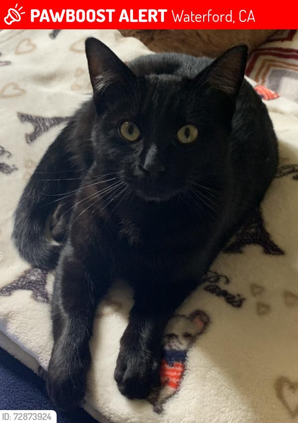 Lost Male Cat last seen Stein Way, Waterford, CA 95386