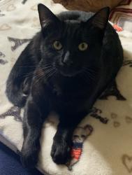 Lost Male Cat last seen Stein Way, Waterford, CA 95386