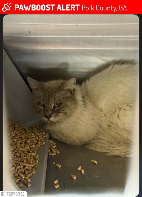 Lost Male Cat last seen Dunn rd,old fishcreek , Polk County, GA 30104