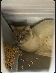 Lost Male Cat last seen Dunn rd,old fishcreek , Polk County, GA 30104