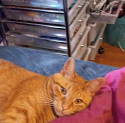 Lost Male Cat last seen No, Grandville, MI 49418