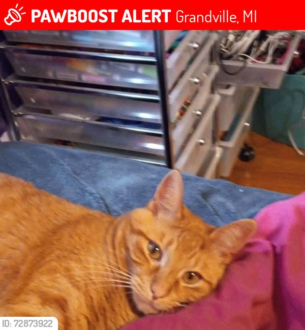 Lost Male Cat last seen No, Grandville, MI 49418