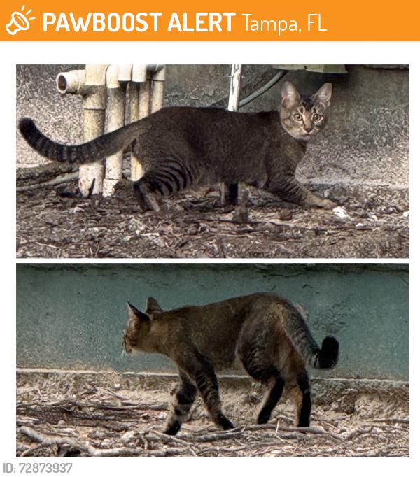 Found/Stray Unknown Cat last seen Hillsborough Ave, Tampa, FL 33635