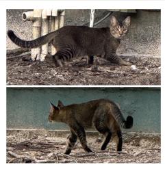 Found/Stray Unknown Cat last seen Hillsborough Ave, Tampa, FL 33635