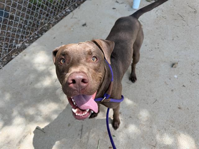 Shelter Stray Male Dog last seen CHARLOTTE, 8315 Byrum Dr, Charlotte, NC 28217, USA