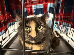Shelter Stray Female Cat last seen CHARLOTTE, 8315 Byrum Dr, Charlotte, NC 28217, USA