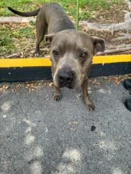 Shelter Stray Male Dog last seen Near BLOCK NW 122ND ST, Doral, FL 33122