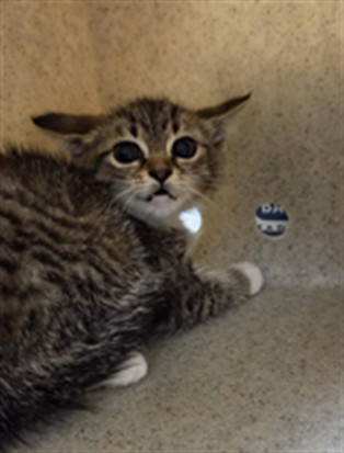 Shelter Stray Female Cat last seen RESCUE OUTREACH MISSION, 232 Eslinger Way, Sanford, FL 32773, USA