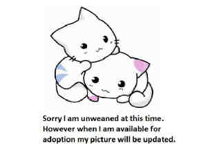 Shelter Stray Male Cat last seen , 1850 W 60th St, Los Angeles, CA 90047, USA