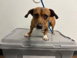 Shelter Stray Male Dog last seen , Los Angeles, CA 91405