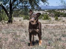 Shelter Stray Female Dog last seen Near BLOCK  PASEO VISTA, Santa Fe, NM 87507