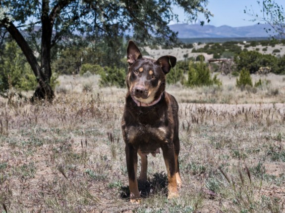 Shelter Stray Female Dog last seen Near BLOCK  PASEO VISTA, Santa Fe, NM 87507