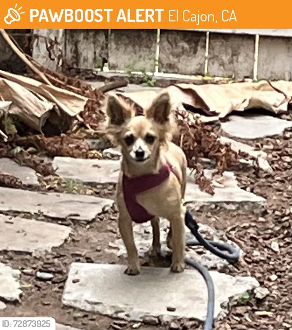 Found/Stray Male Dog last seen Oakdale and Main Street, El Cajon, CA 92021