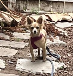 Found/Stray Male Dog last seen Oakdale and Main Street, El Cajon, CA 92021
