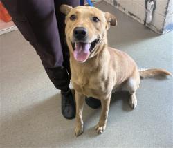 Shelter Stray Male Dog last seen E CITRUS X MOUNTAIN, San Bernardino, CA 92401