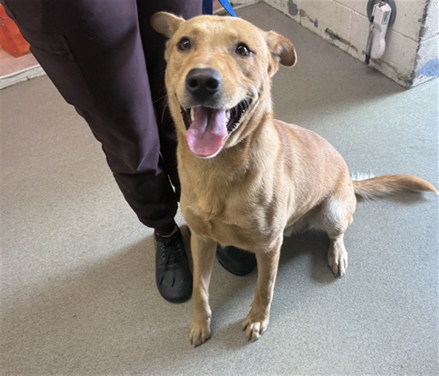 Shelter Stray Male Dog last seen E CITRUS X MOUNTAIN, San Bernardino, CA 92401