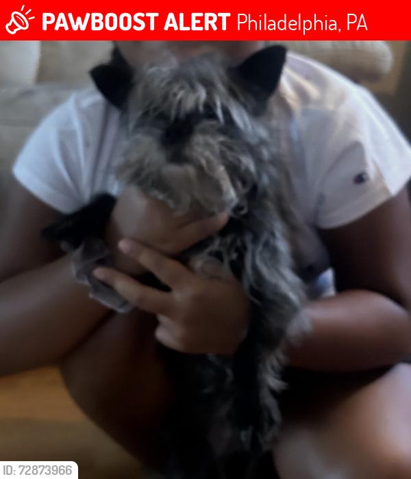 Lost Female Dog last seen Hegerman and Torresdale, Philadelphia, PA 19135