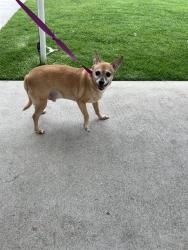 Shelter Stray Male Dog last seen Near BLOCK CHERRY AVE, SIGNAL HILL CA, Long Beach, CA 90755