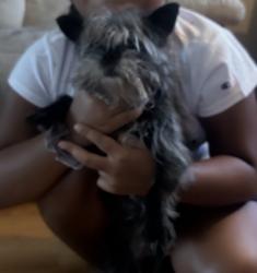 Lost Female Dog last seen Hegerman and Torresdale, Philadelphia, PA 19135