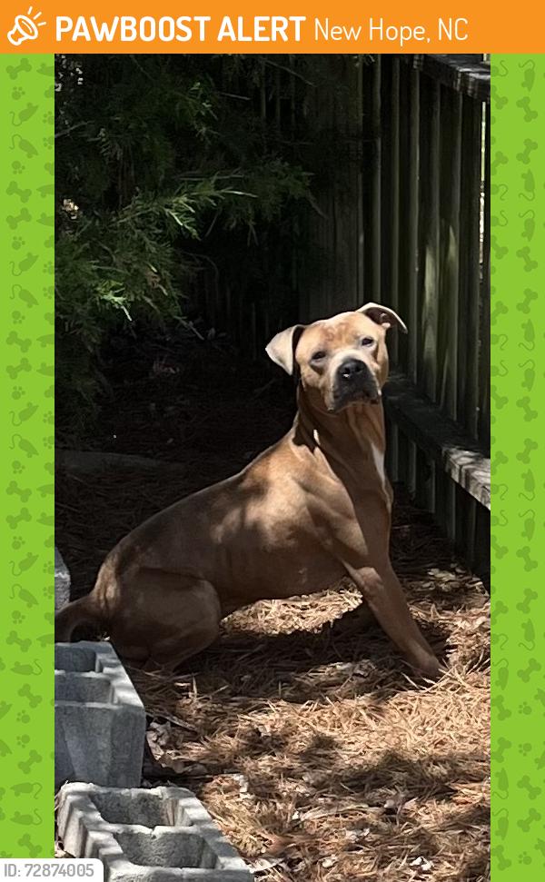 Found/Stray Unknown Dog last seen Longview Dr, New Hope, NC 27534