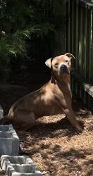Found/Stray Unknown Dog last seen Longview Dr, New Hope, NC 27534