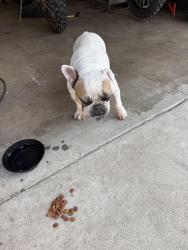 Found/Stray Female Dog last seen Piedmont dr, Highland, CA 92346