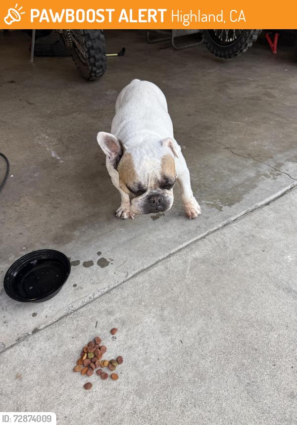 Found/Stray Female Dog last seen Piedmont dr, Highland, CA 92346