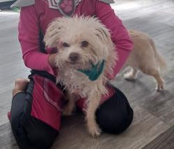 Lost Male Dog last seen Atrisco and felicitas rd sw, South Valley, NM 87105