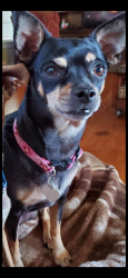 Reunited Female Dog last seen S Madison street, Santa Rita , San Angelo, TX 76901