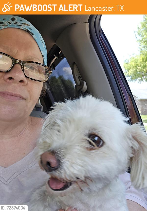 Found/Stray Unknown Dog last seen Catalina at coral, Lancaster, TX 75146