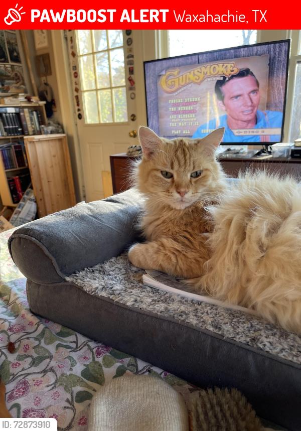 Lost Male Cat last seen Marvin Street , Waxahachie, TX 75165