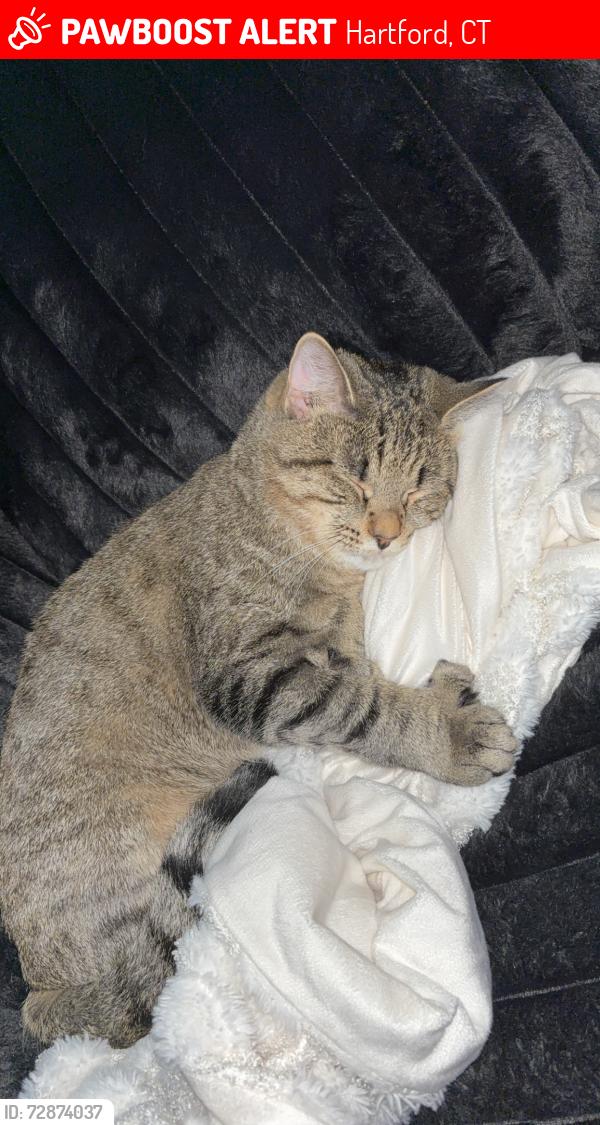 Lost Male Cat last seen Wethersfield ave, Hartford, CT 06114