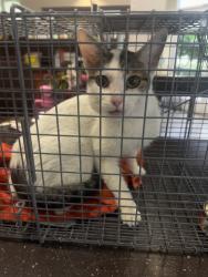 Found/Stray Female Cat last seen Compostela and Betanzos, Mission Viejo, CA 92692