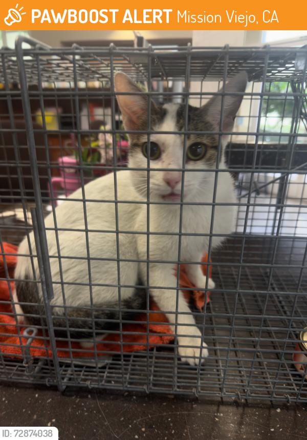 Found/Stray Female Cat last seen Compostela and Betanzos, Mission Viejo, CA 92692