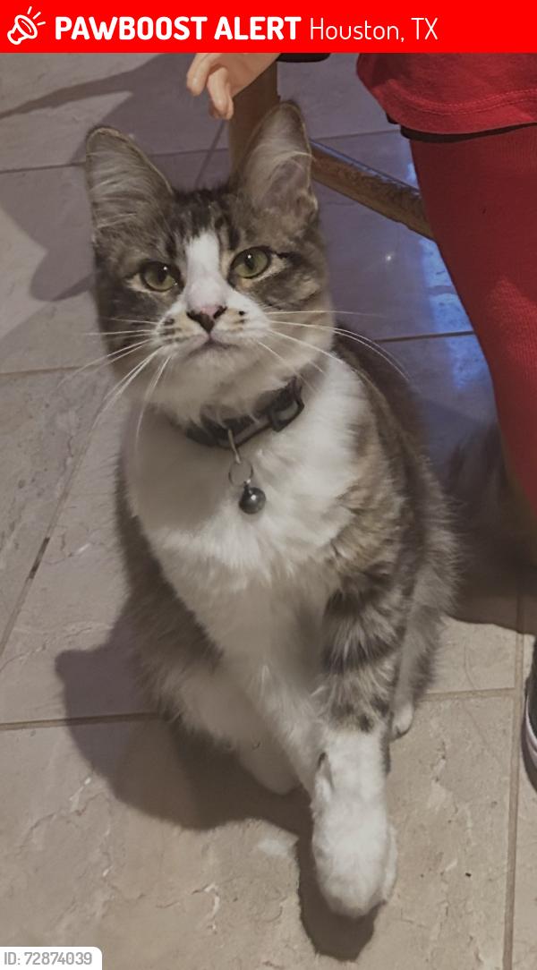 Lost Male Cat last seen Cypress Creek Lakes , Houston, TX 77433