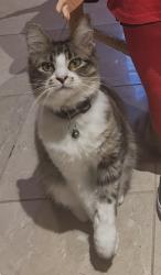 Lost Male Cat last seen Cypress Creek Lakes , Houston, TX 77433
