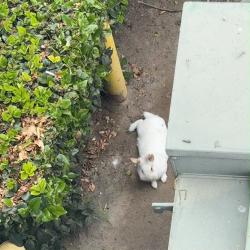 Found/Stray Unknown Rabbit last seen Westminster and Dawson St, Garden Grove, CA 92843