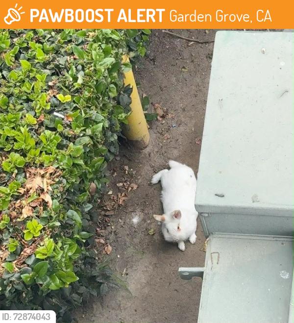 Found/Stray Unknown Rabbit last seen Westminster and Dawson St, Garden Grove, CA 92843